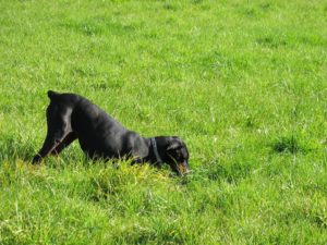 dog digging in yard