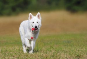 swiss-shepherd-dog-354526_960_720